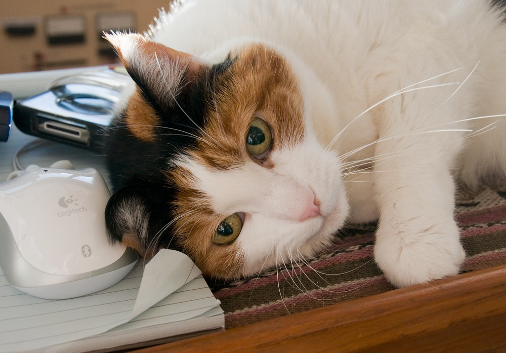 Cats at Heart of the Foothills Rescue