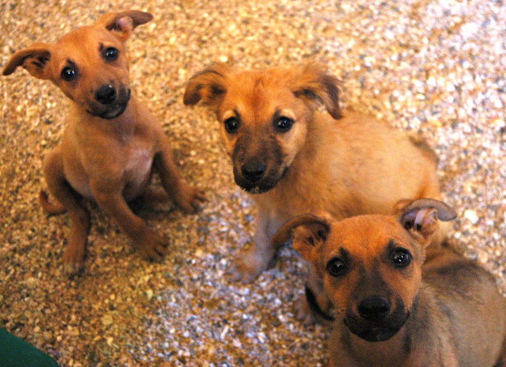Puppies at Heart of the Foothills Rescue